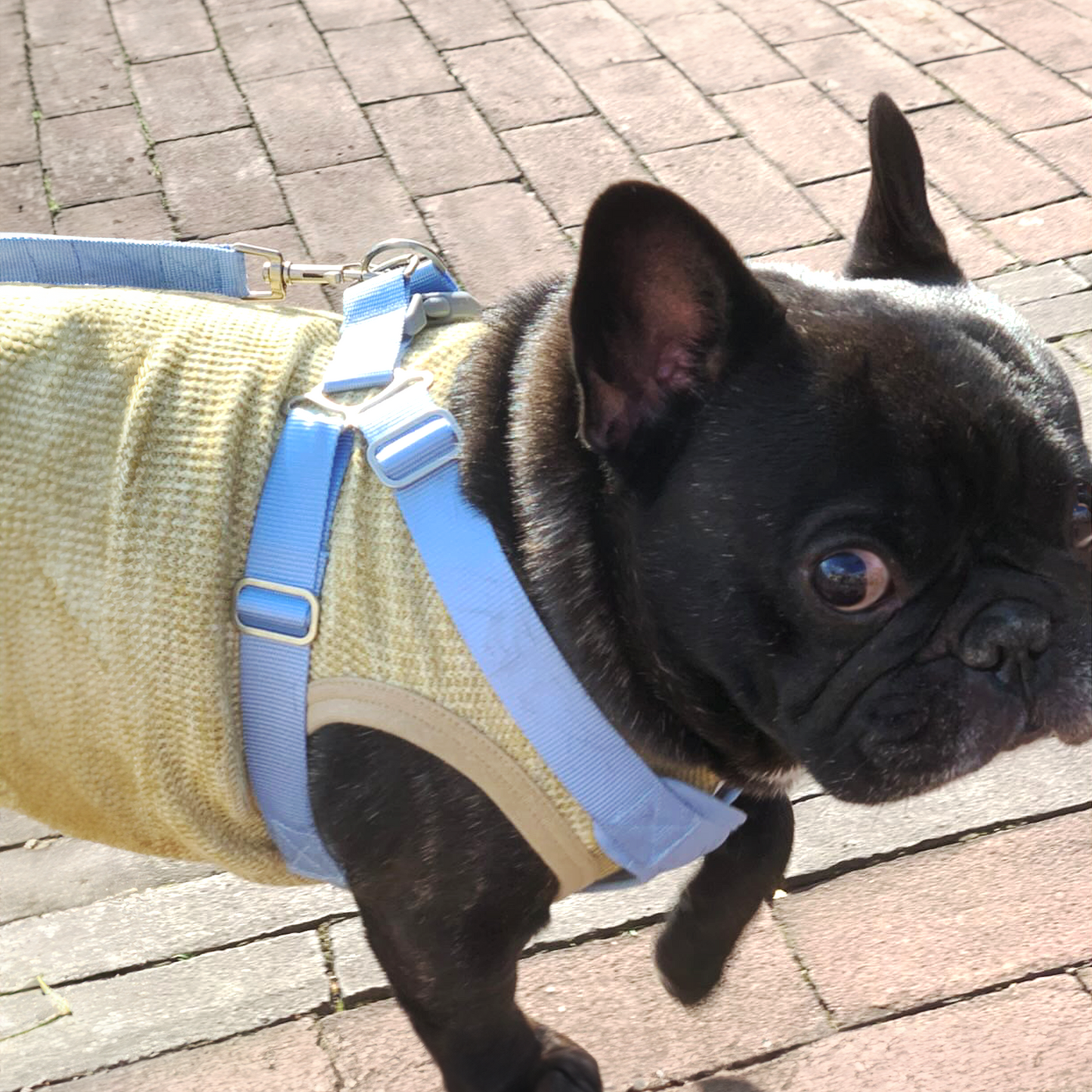 スラブヴィンテージワッフルタンク -ブルー-|フレブル服andCharlie