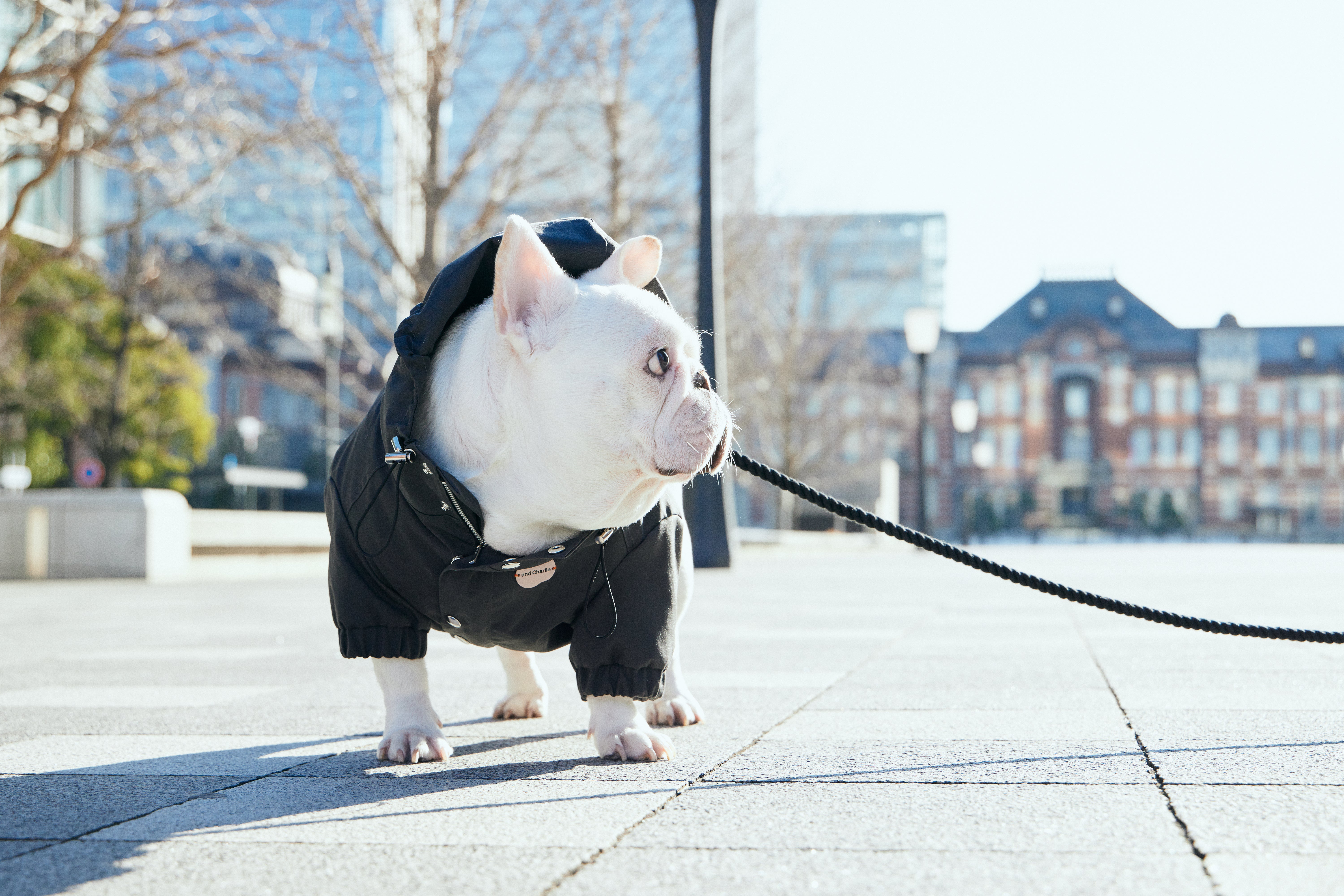 フレンチブルドッグ向けの犬服ブランド andCharlie を着たチャーリーが東京駅前を歩く様子