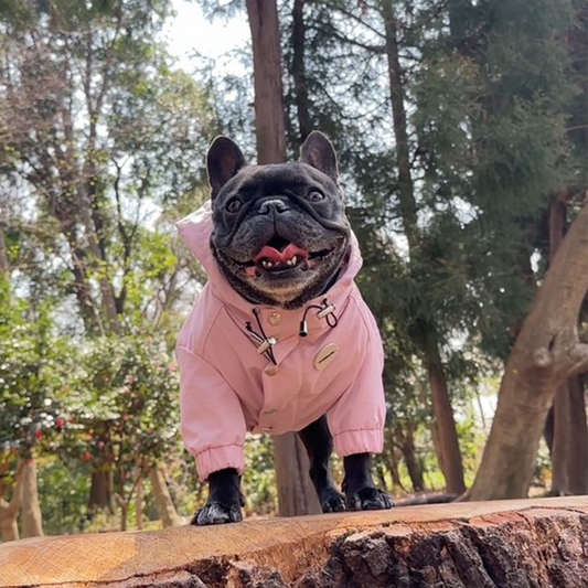 ピンクのマウンテンパーカーを着るブリンドルのフレンチブルドッグ