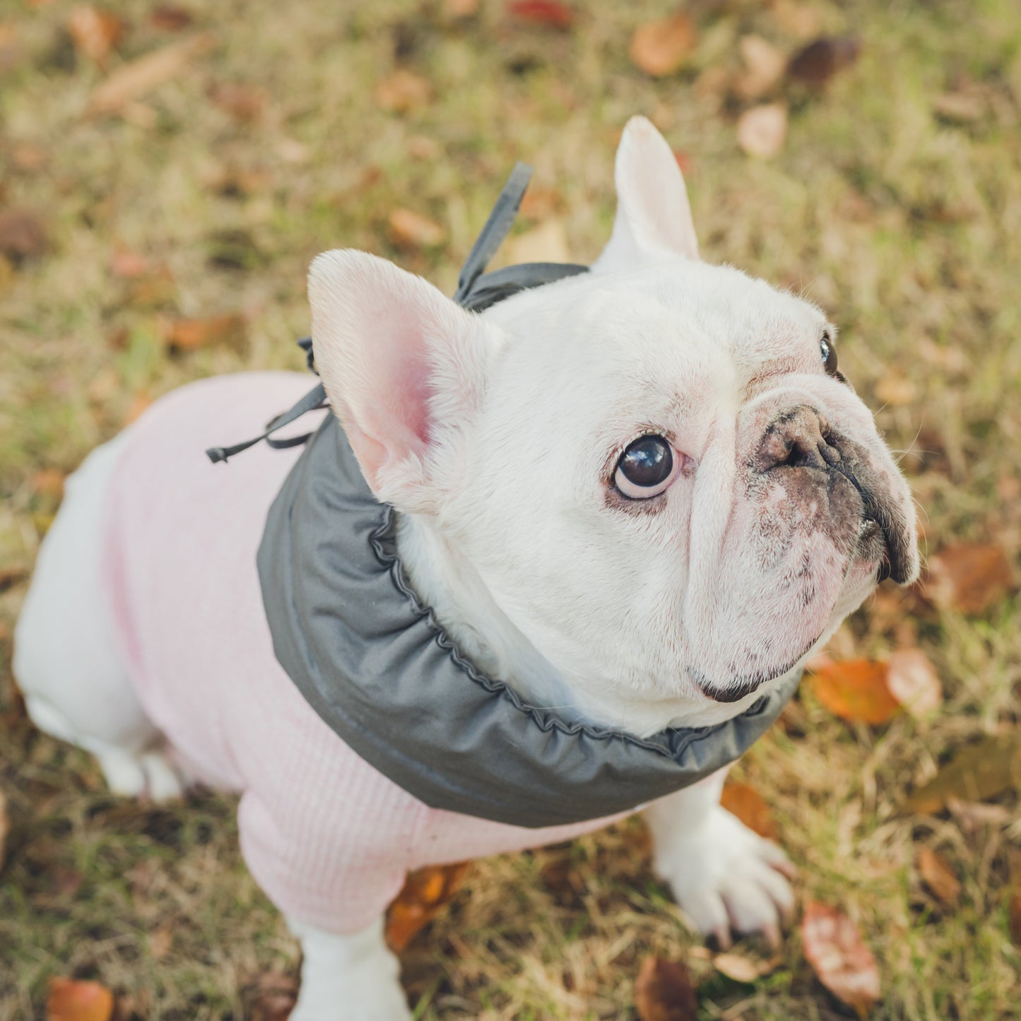 綿100%のネックウォーマー -スミクロ-|フレブル服andCharlie