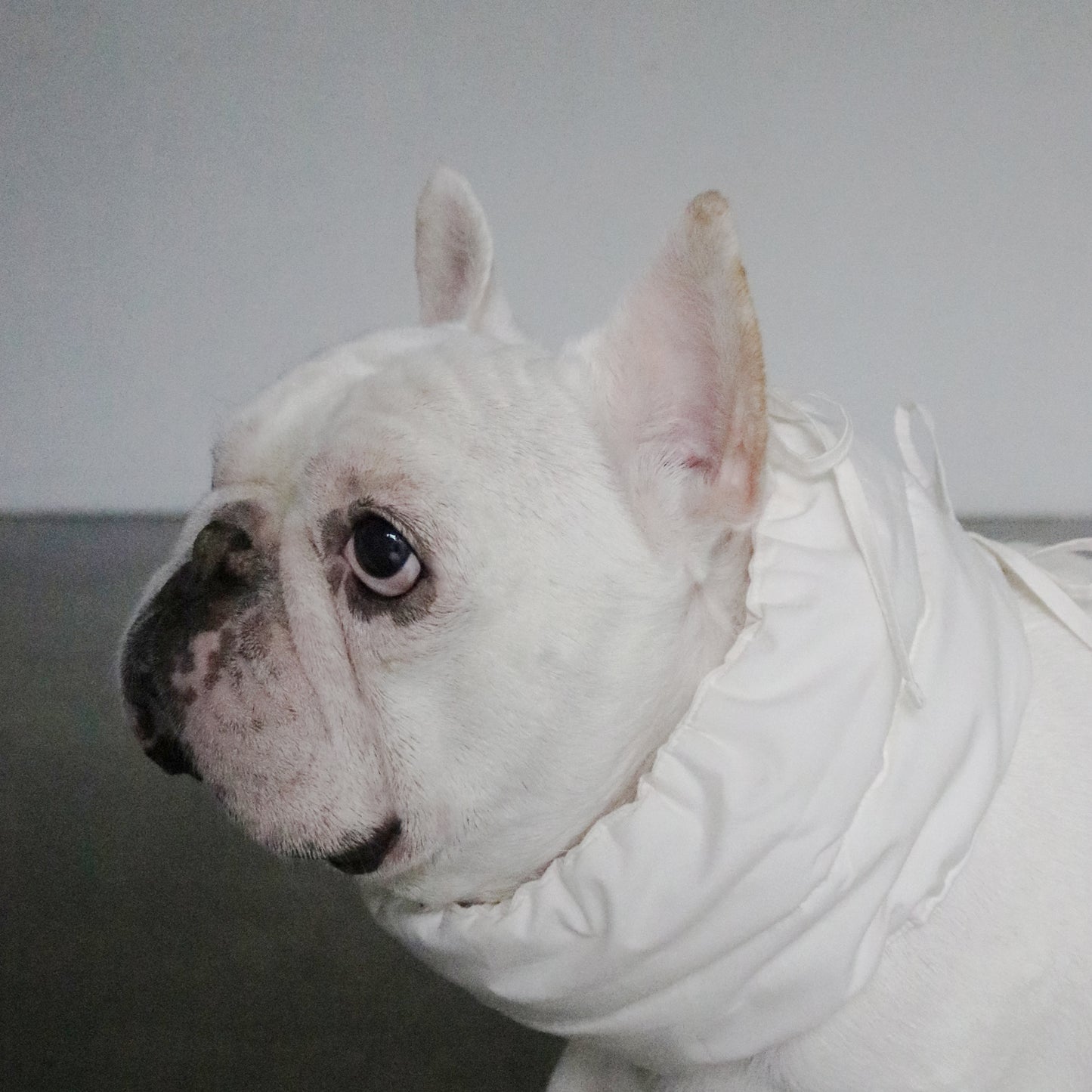 綿100%のネックウォーマー -シロ-|フレブル服andCharlie