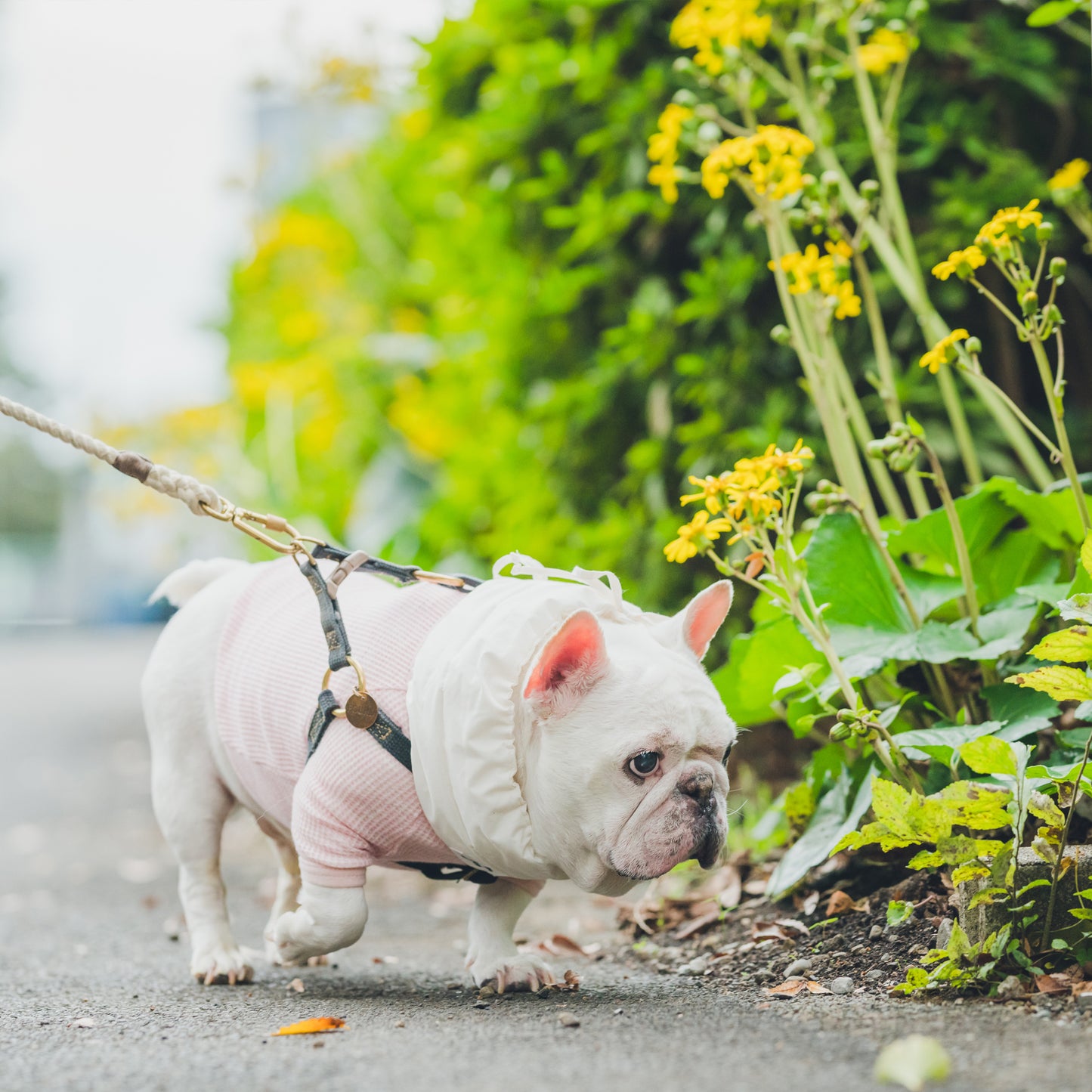 綿100%のネックウォーマー -シロ-|フレブル服andCharlie