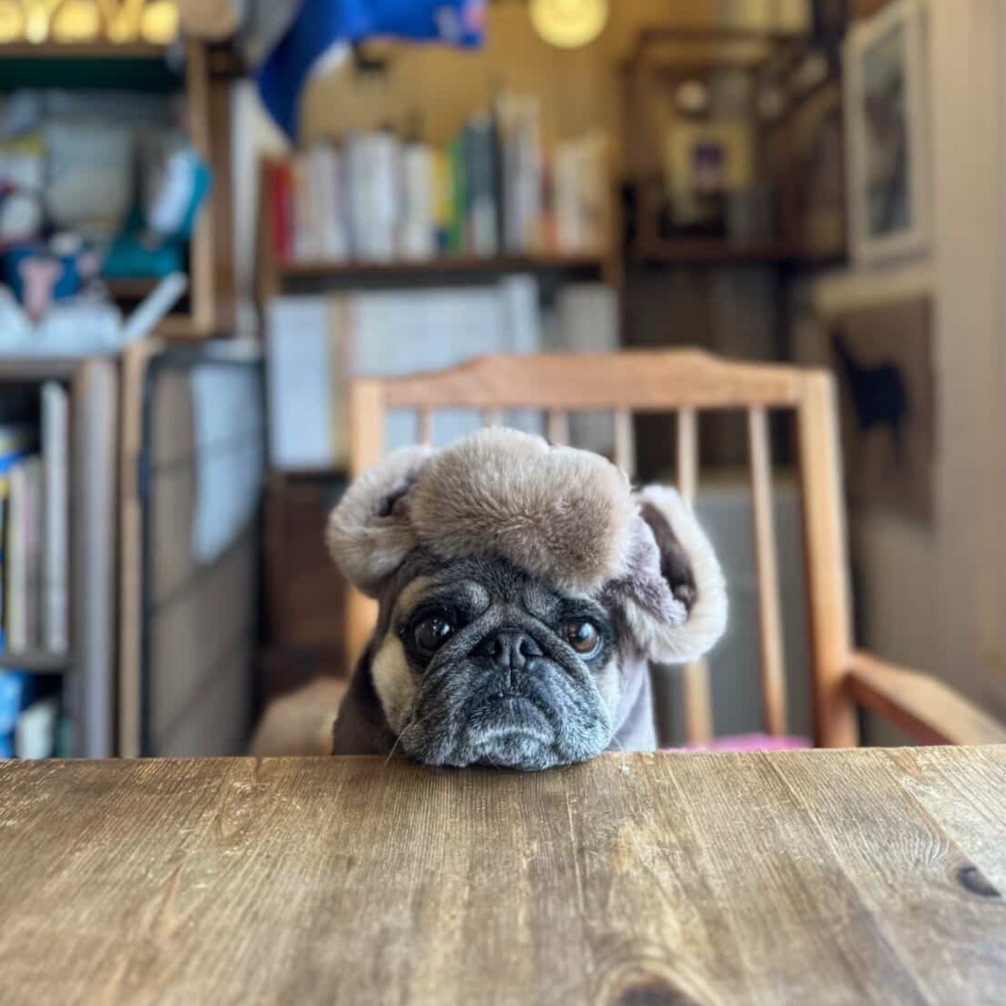 飛行帽を着用したパグの正面|短頭種対応のandCharlie飛行帽