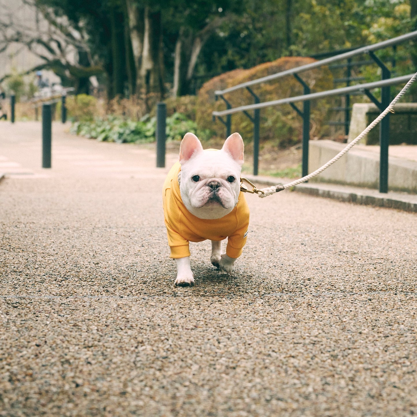 最高フーディ -イエロー- - #andCharlie# - #アンドチャーリー#- #フレンチブルドッグ#- #フレブル#