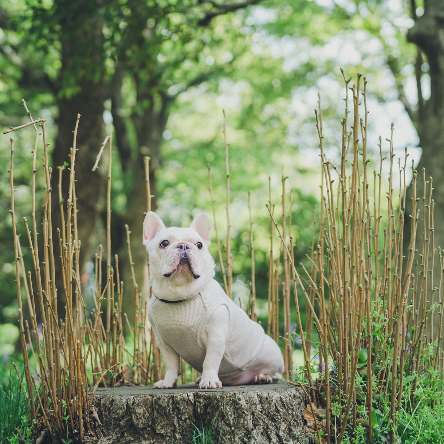 ワッフルタンク -オートミールモク- - #andCharlie# - #アンドチャーリー#- #フレンチブルドッグ#- #フレブル#