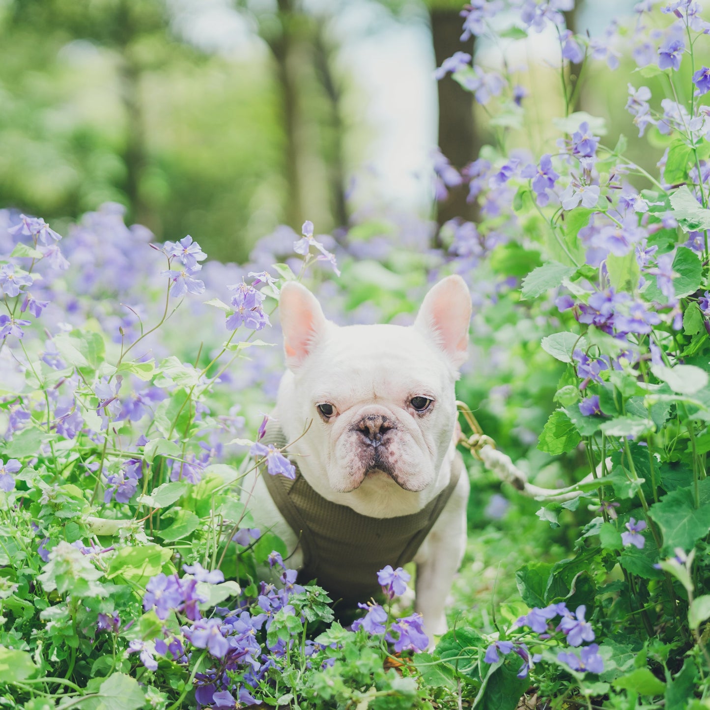 ワッフルタンク -ディープオリーブ- - #andCharlie# - #アンドチャーリー#- #フレンチブルドッグ#- #フレブル#