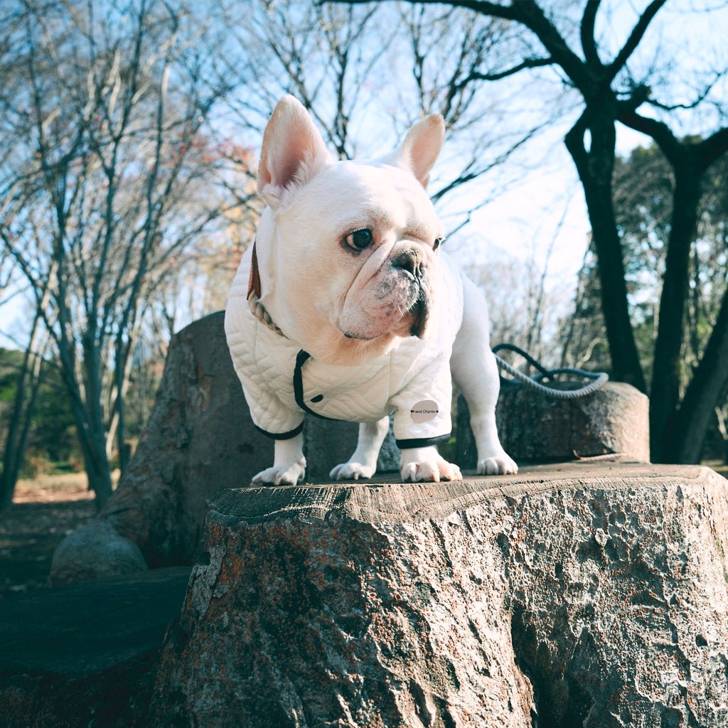 キルティングコート -ホワイト- - #andCharlie# - #アンドチャーリー#- #フレンチブルドッグ#- #フレブル#