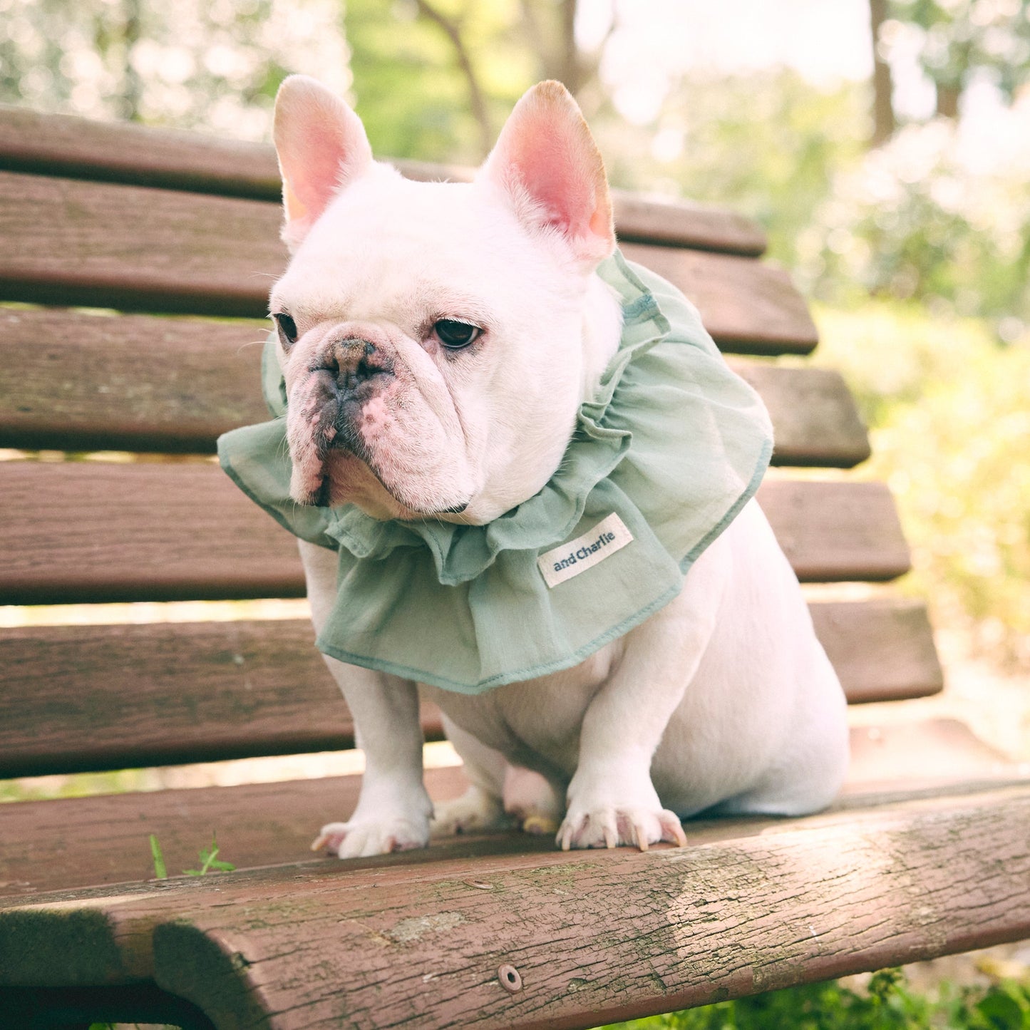 フリルカラー -セージグリーン- - #andCharlie# - #アンドチャーリー#- #フレンチブルドッグ#- #フレブル#