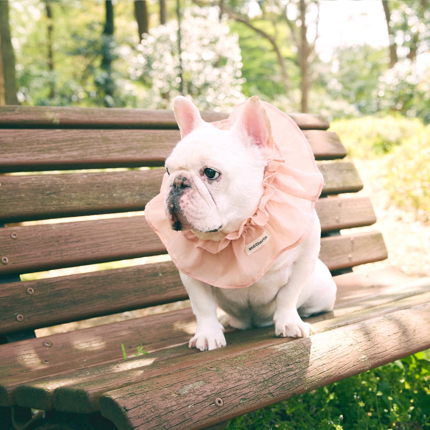 フリルカラー -ダスティピンク- - #andCharlie# - #アンドチャーリー#- #フレンチブルドッグ#- #フレブル#