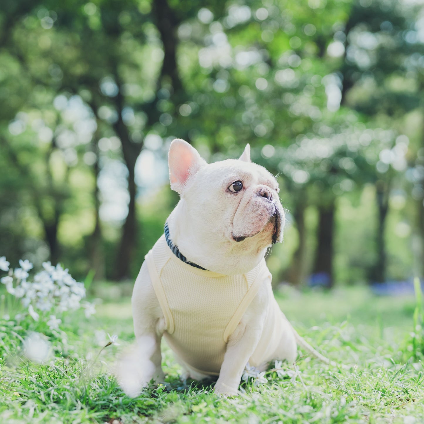 ワッフルタンク -アイボリー- - #andCharlie# - #アンドチャーリー#- #フレンチブルドッグ#- #フレブル#