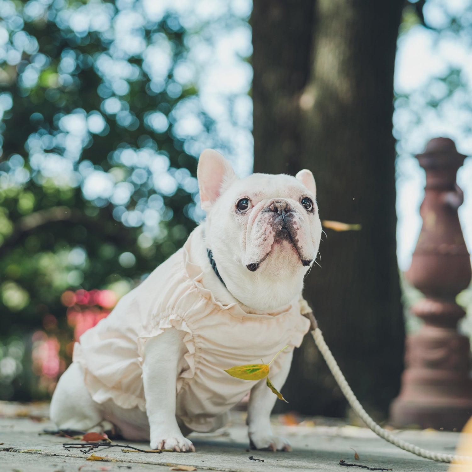 フリル -sakura- - #andCharlie# - #アンドチャーリー#- #フレンチブルドッグ#- #フレブル#