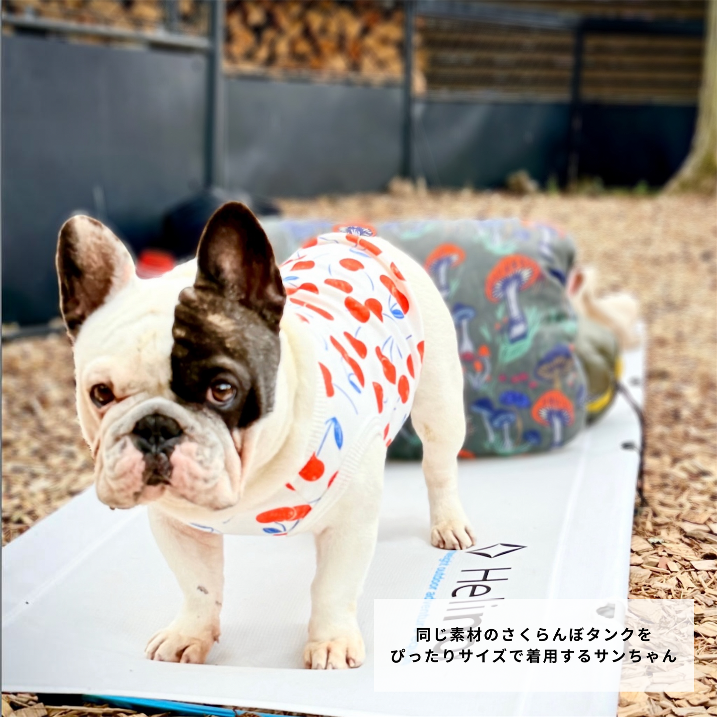 グラフィックタンク