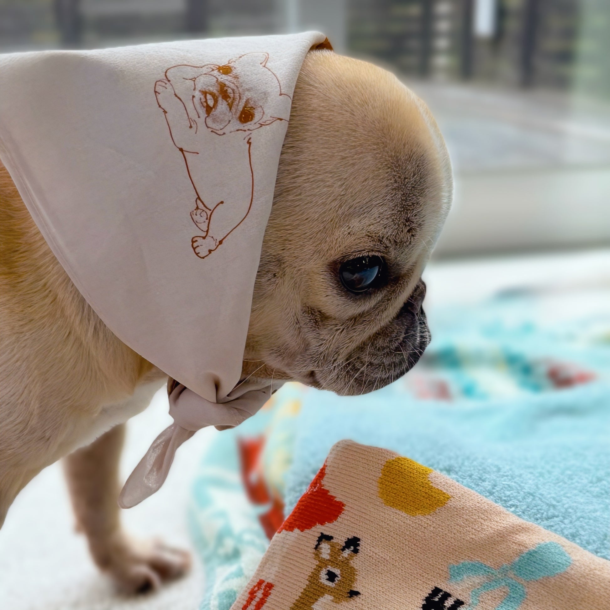 andcharlieのイヌカワイイバンダナ（ベージュ）を巻いたフレンチブルドッグのアップ。イラストのディテール