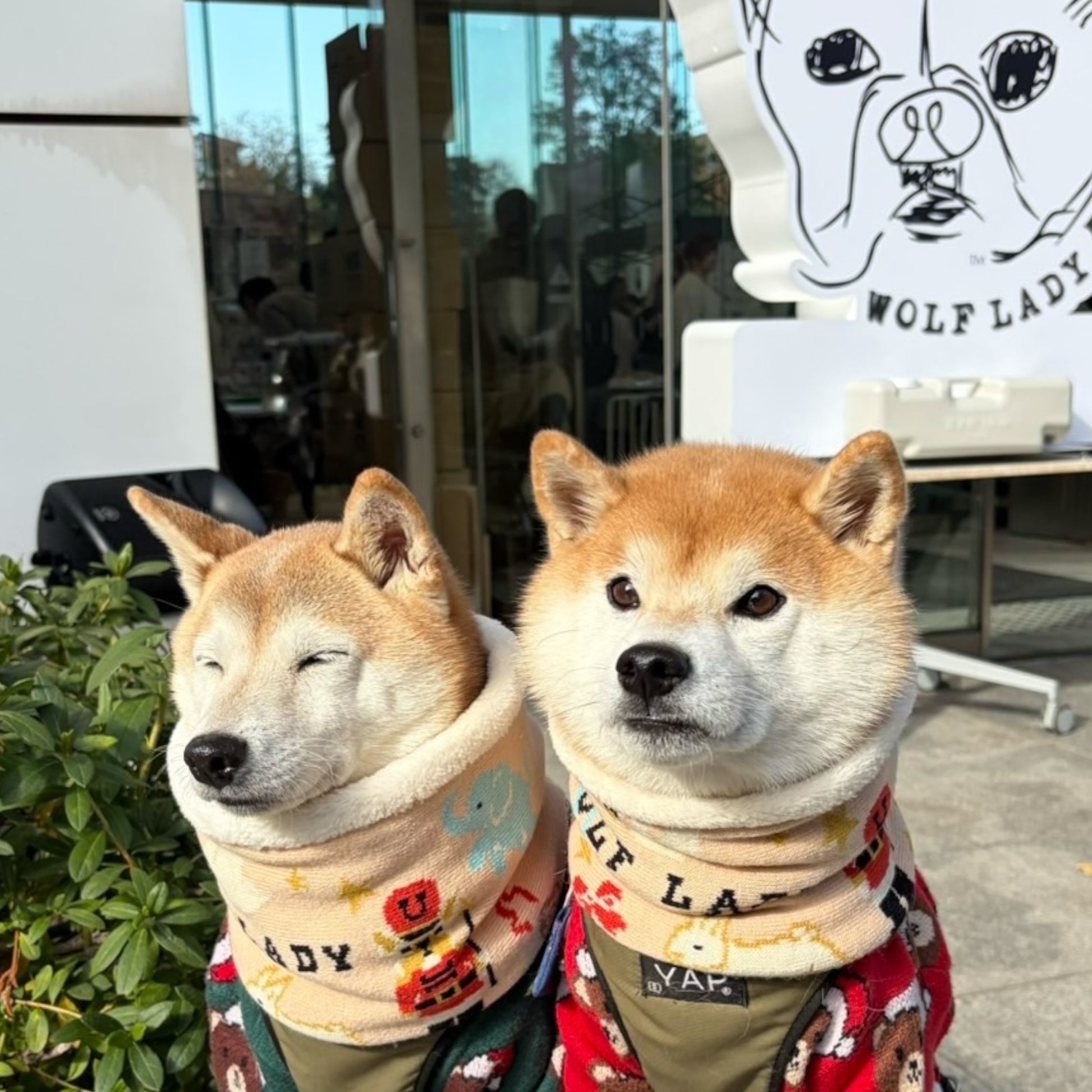 andCharlieとWOLF LADYコラボの絵本スヌード（ベージュ）を着用した2匹の柴犬。お揃いのリンクコーデ