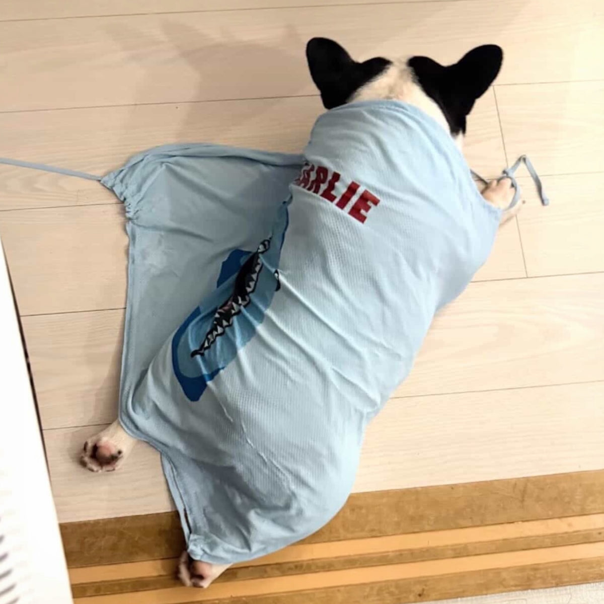 バビロンの着用写真 4