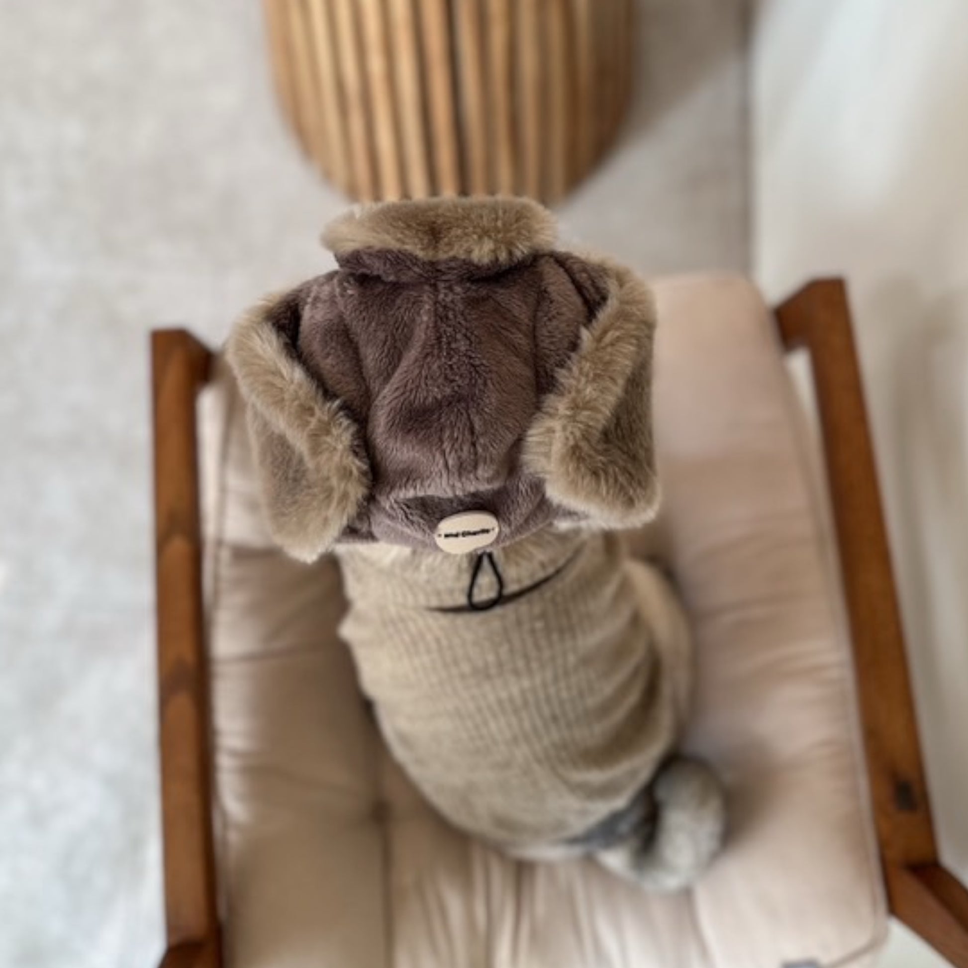 飛行帽を着用したフレンチブルドッグを上から｜フィット感