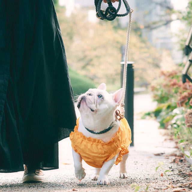 高品質お肌に優しいフレンチブルドッグの犬服andCharlieについて
