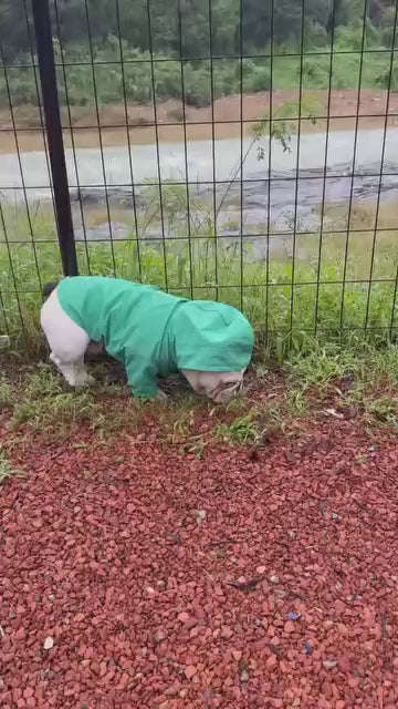 青緑色のフード付きジャケットを着た犬が、地面に顔を近づけた後、砂利の上をカメラの方へ歩いてくる。
