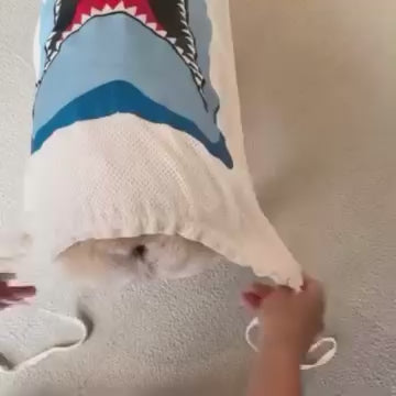 青いサメの大きな口が描かれた白い服を着た犬に、人が裾のひもを引いて絞り、背中側へ回して整える様子。