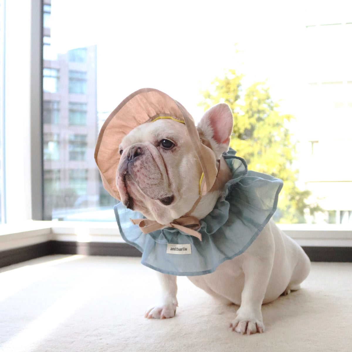 フレンチブルドッグ・ブルドッグ・パグの洋服通販の専門店