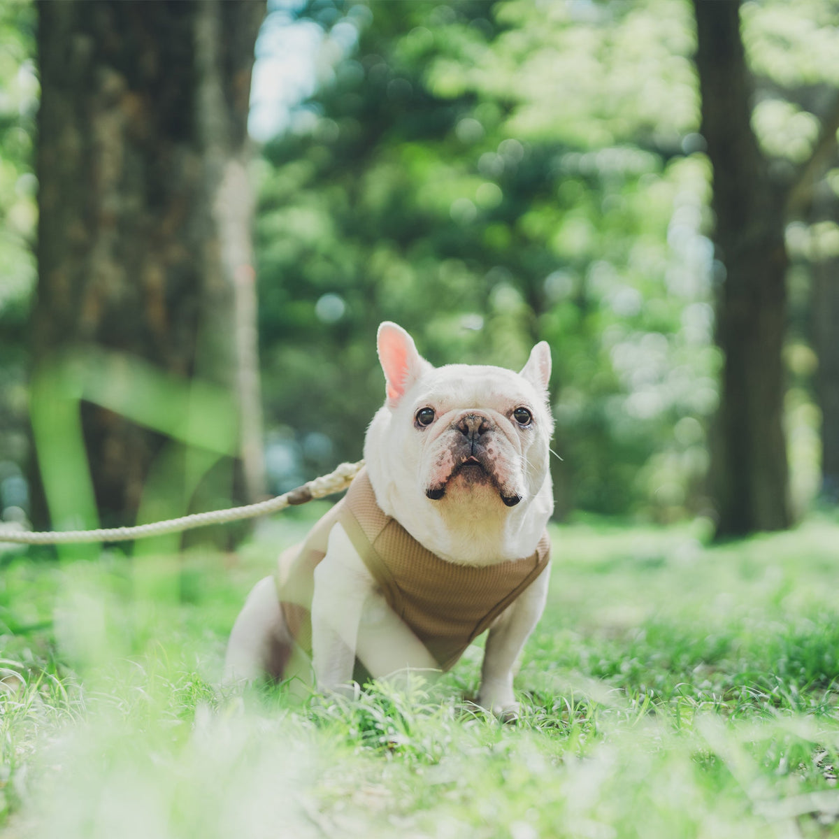 andCharlie 飛行帽 フレブル用 フレブルやパグ専用の犬用帽子｜フレブル服andCharlie